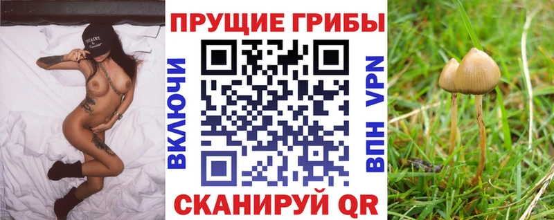 Псилоцибиновые грибы Psilocybe  купить наркотики цена  Кирс 